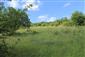 užovka stromová (14.6.2014)